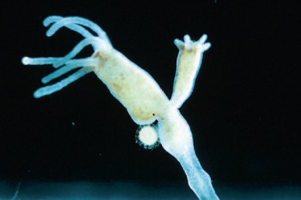 Сайт кракен магазин kraken2 tor2 xyz