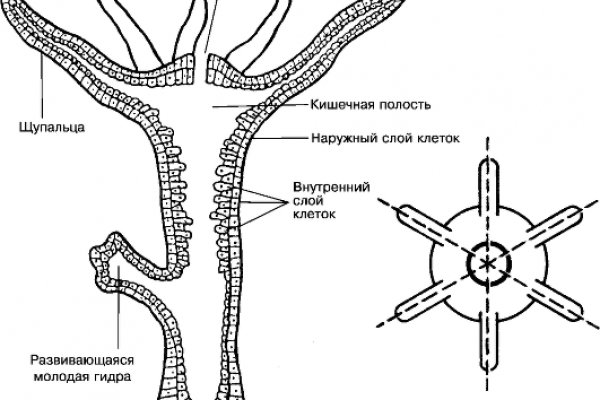 Kraken рабочее зеркало